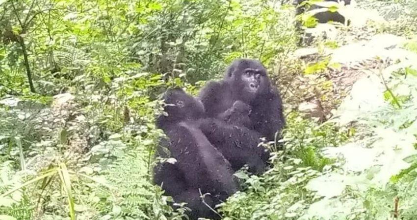 Mucunguzi Gorilla Family