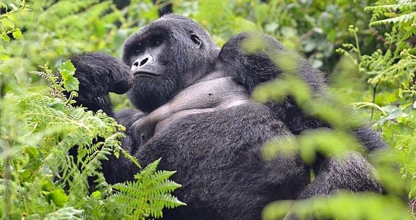 gorilla climbing