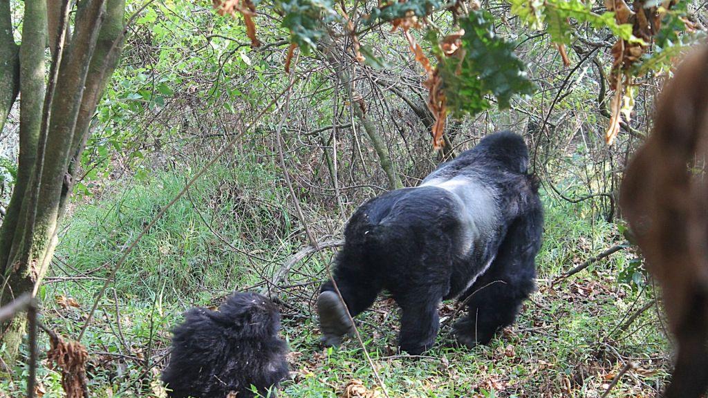 Gorilla Trekking Day in Bwindi Forest Impenetrable National Park