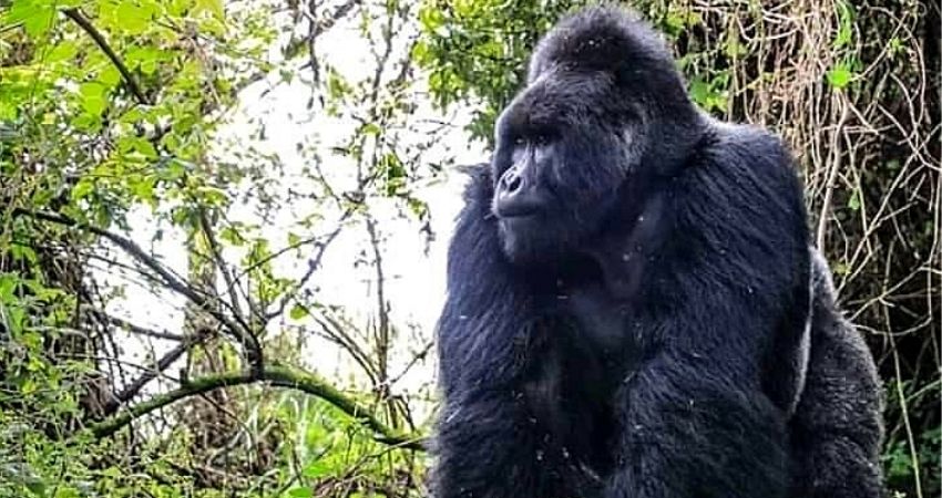 Uganda Gorilla Trekking Permits From US$ 700 To US$ 400