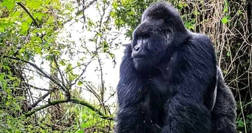 Uganda Gorilla Permits