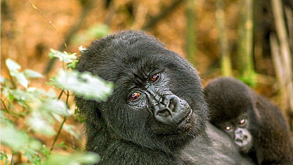 3 Days Fly Bwindi Gorilla Trekking Tour, gorilla flying safari Uganda