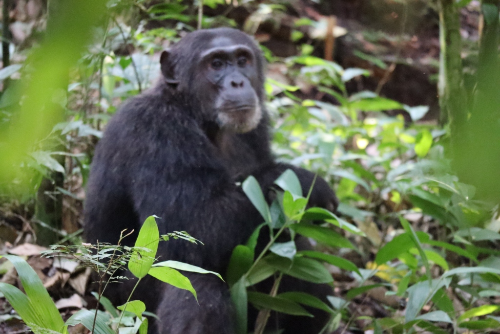 5 Days Gorilla Chimpanzee Via Kigali Rwanda, Uganda chimp tour