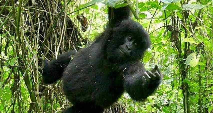 12 Days Wild Uganda Gorilla Tour - Bwindi Gorilla Trekking Safaris