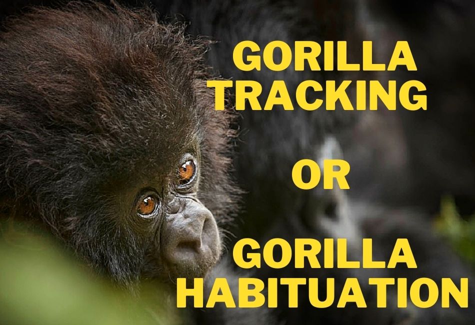 Gorilla Trekking vs Gorilla Habituation in Bwindi Forest Uganda
