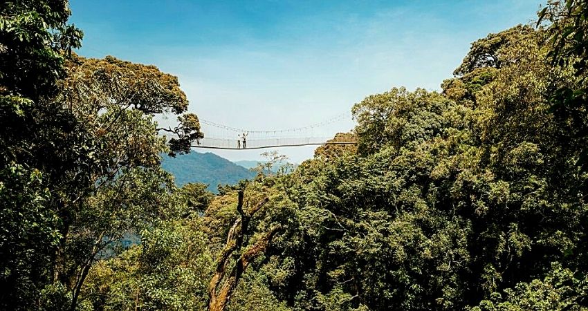 Discover Nyungwe Forest