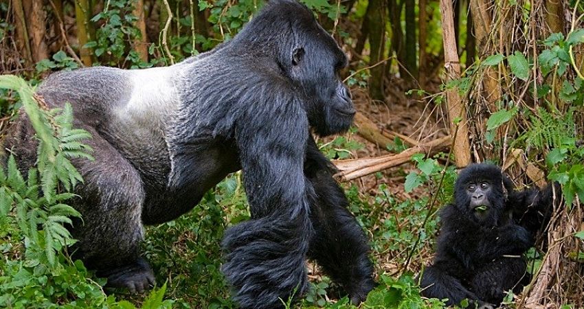 Ruhija sector, Gorilla Tracking in Ruhija section Bwindi Forest Park