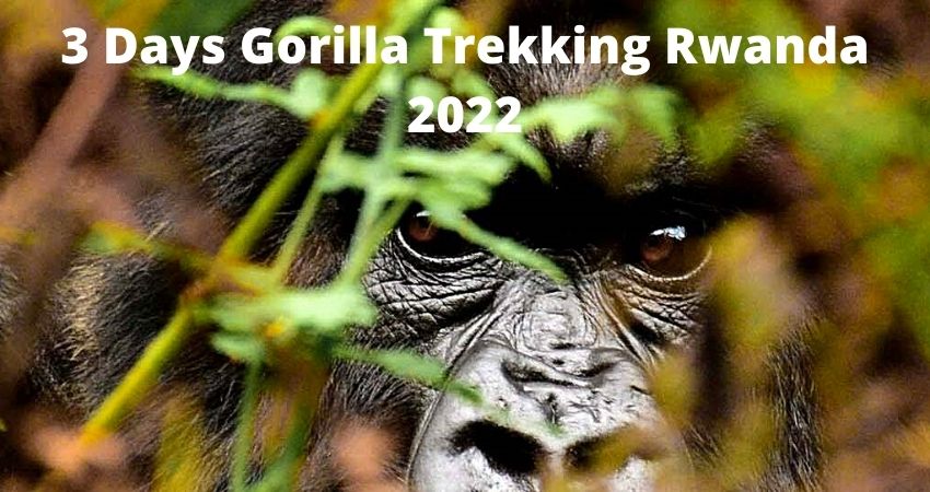 3 Days Gorilla Trekking Rwanda 2022
