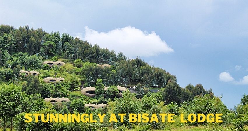 4 Day Best Of Gorilla Trek In Rwanda Staying At Bisate Lodge