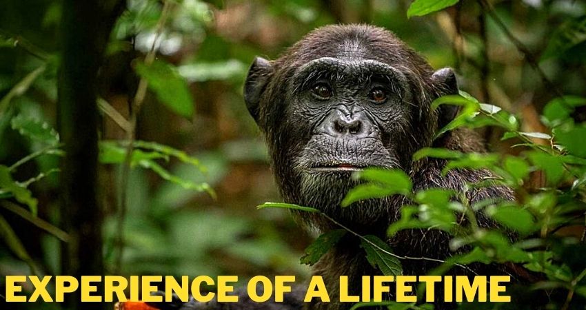 Uganda Chimpanzee Habituation