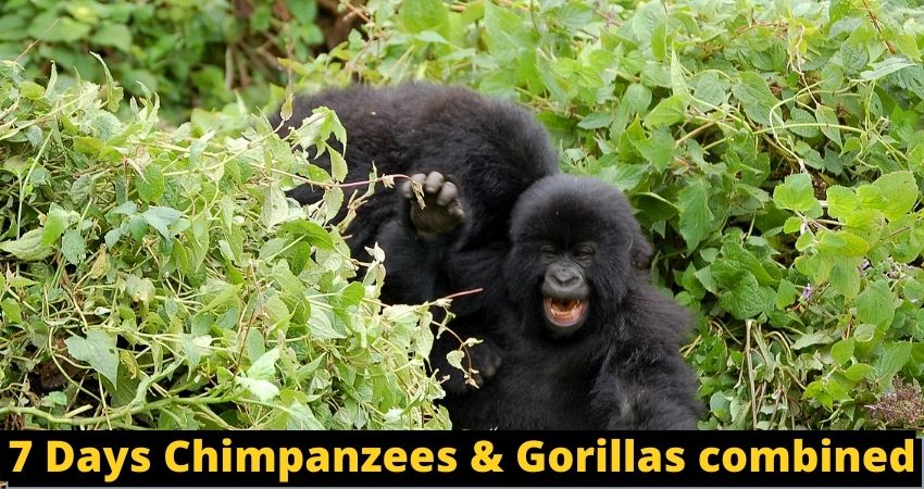 7 Days Uganda Primates Safari