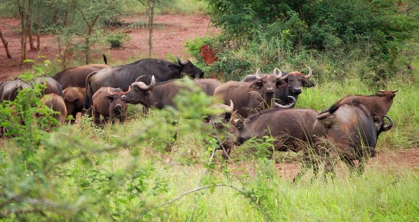 Game Drive In Akagera