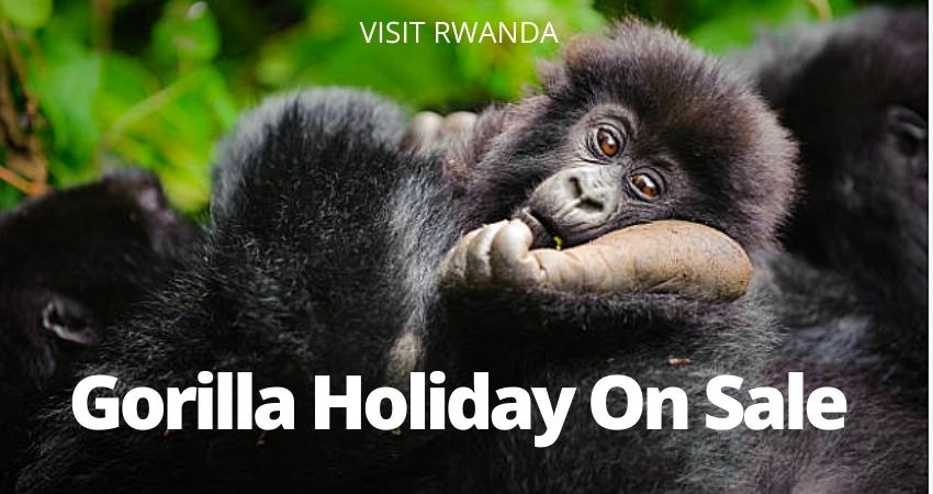 Rwanda Gorilla Holiday Is On Sale