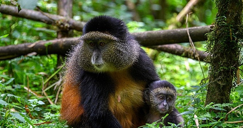 Tailormade Safaris In Rwanda