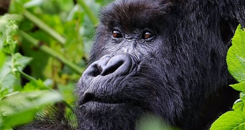 How to obtain a gorilla trekking permit for a gorilla safari in Uganda