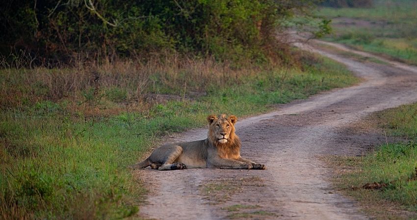 Rwanda Magical Land Of Safari