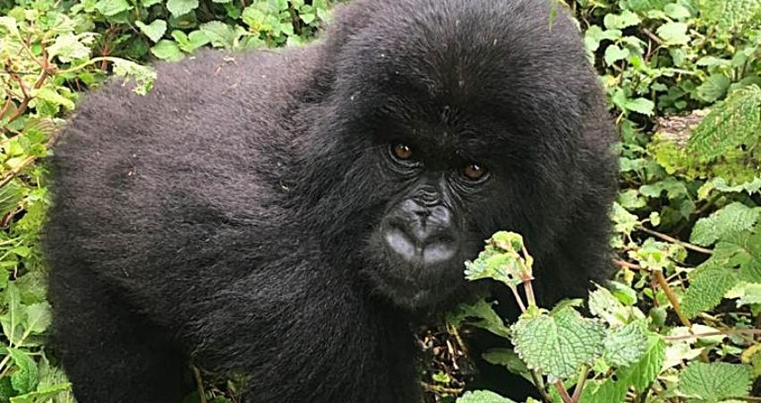 Rushaga sector, Gorilla Tracking in Rushaga section Bwindi Forest