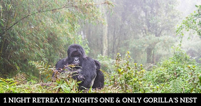 Gorilla Safari In Rwanda