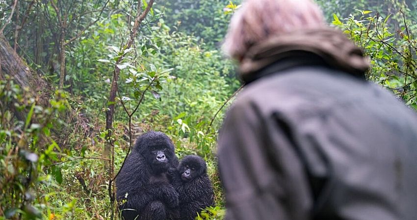 What Do I Need to Pack While Heading For Gorilla Trekking safari