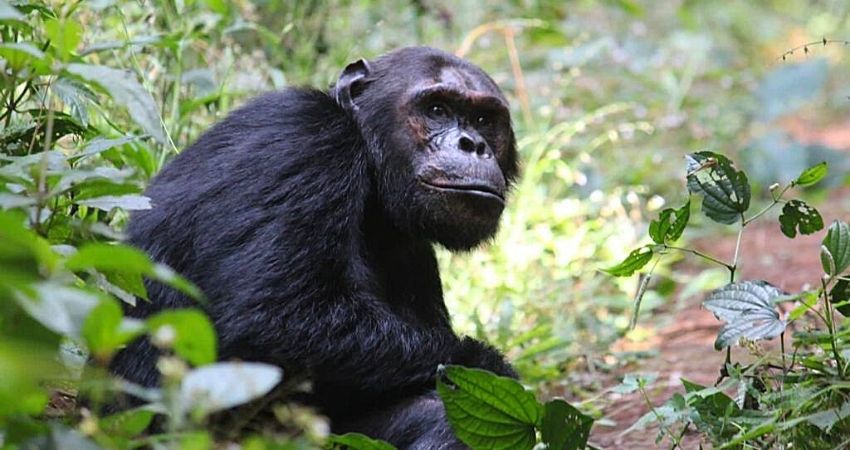 Rwanda Small Group Safari