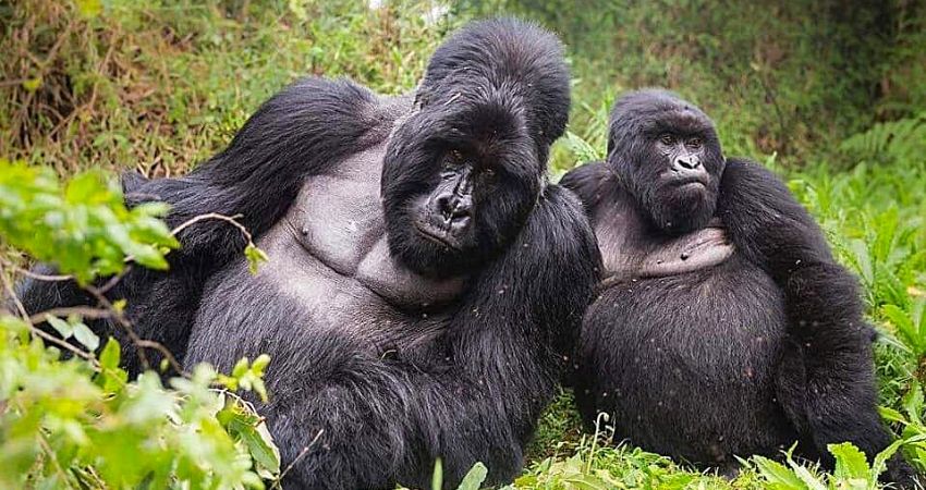 Low Season Rwanda Gorilla