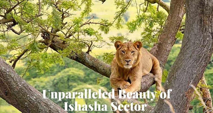 Ishasha Sector
