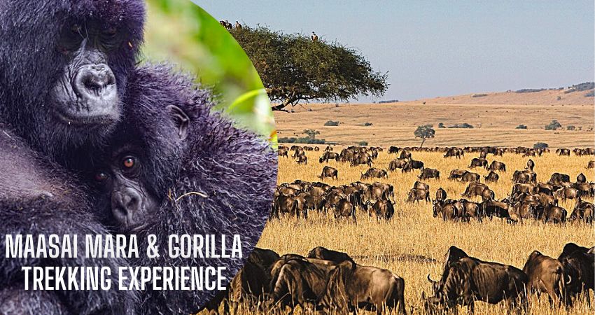 Maasai Mara & Gorilla Trekking