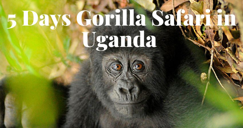 5 Days Gorilla Safari In Uganda