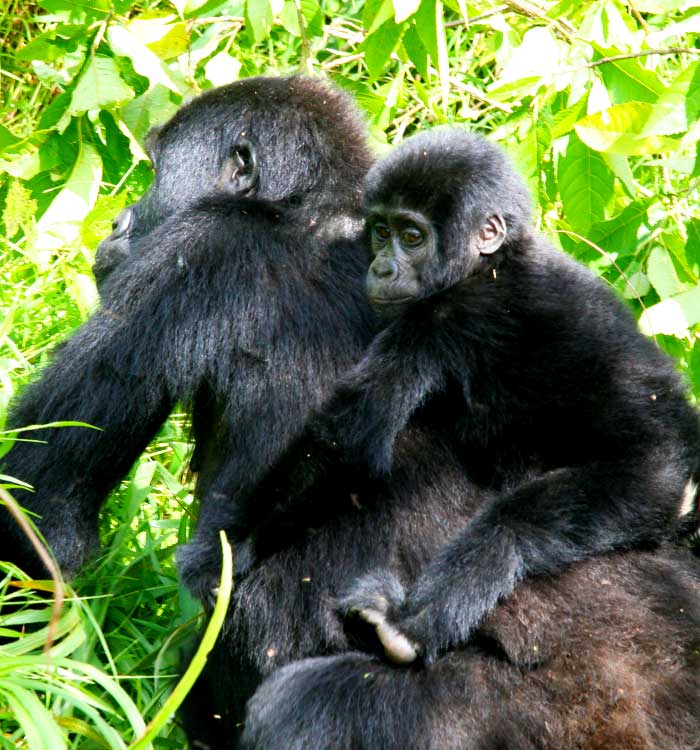 4-days-gorilla-trekking-safari