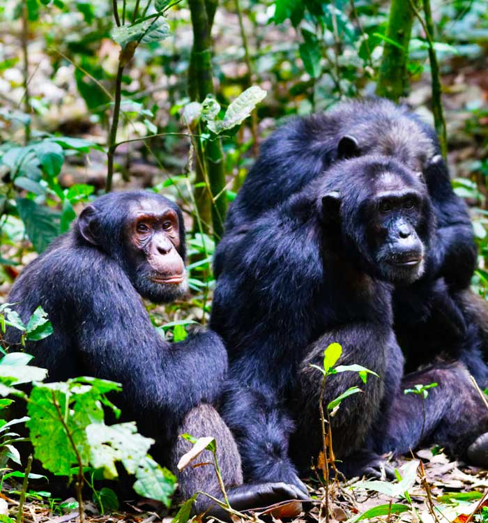 6-days-chimpanzee-tracking-and-gorilla-trek