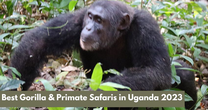 Best Gorilla & Primate Safaris In Uganda 2023