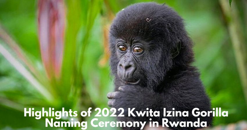 Kwita Izina Gorilla Naming Ceremony