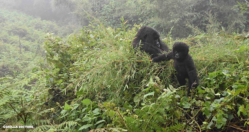 How is Gorilla Trekking done in Bwindi Forest National Park