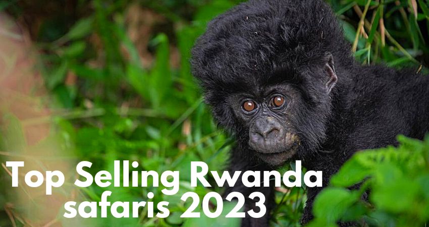 Rwanda Safari Tours 2023