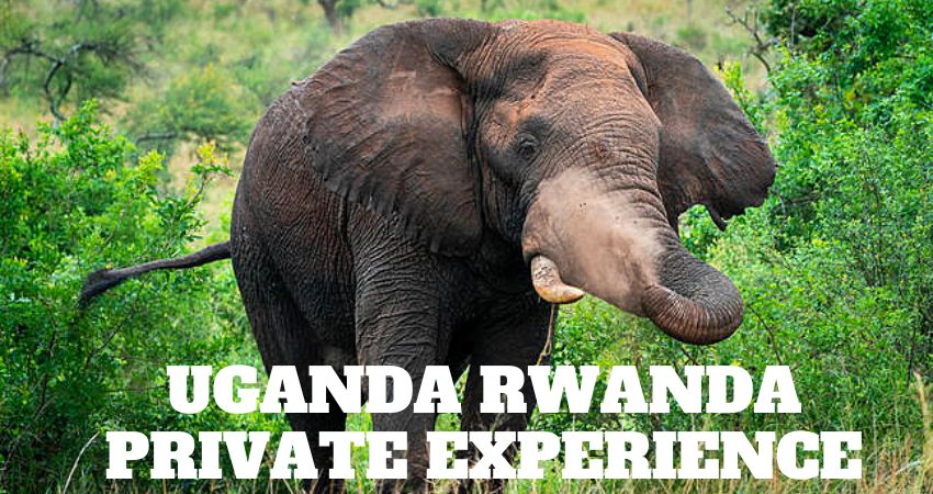 Unique Uganda Rwanda Private Experience