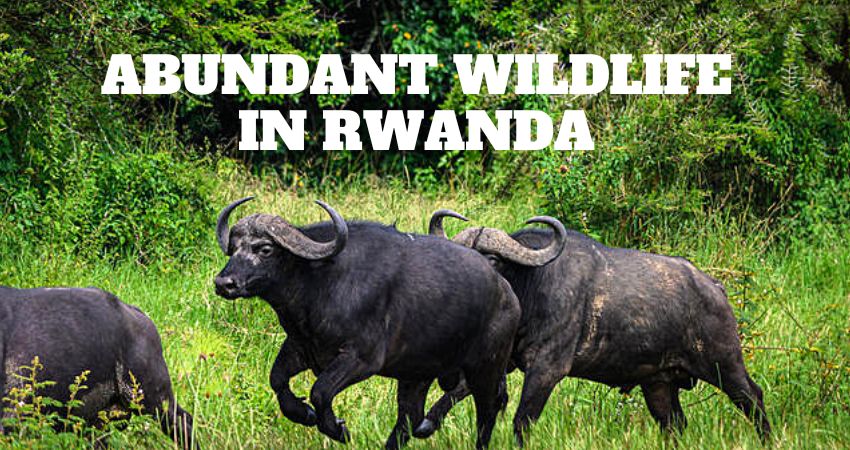 Abundant Wildlife In Rwanda