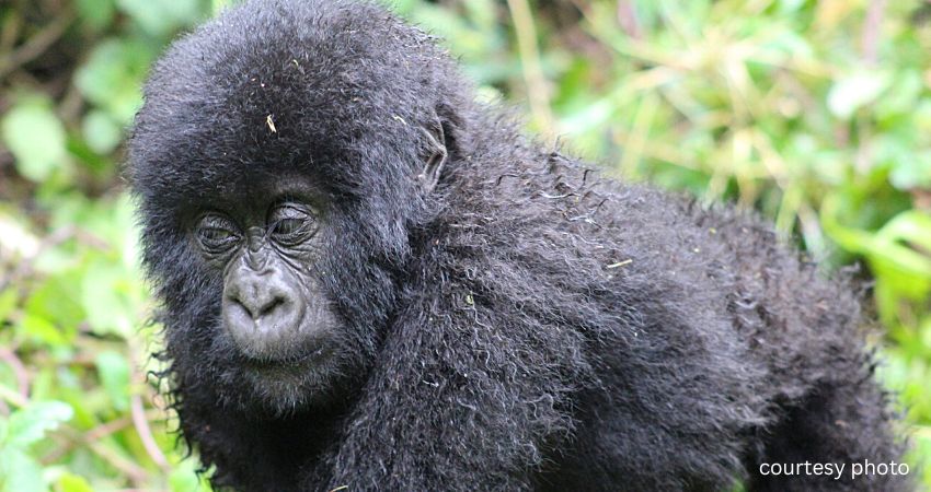 Affordable Gorilla Trekking In Rwanda