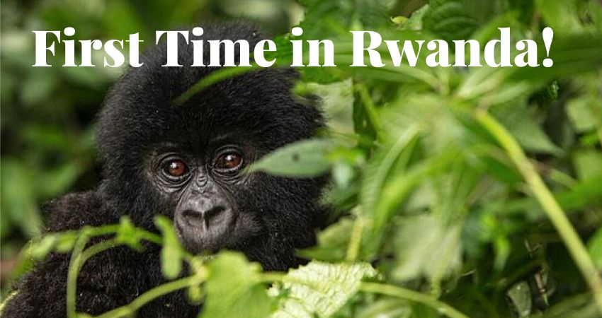 First Time Safari In Rwanda
