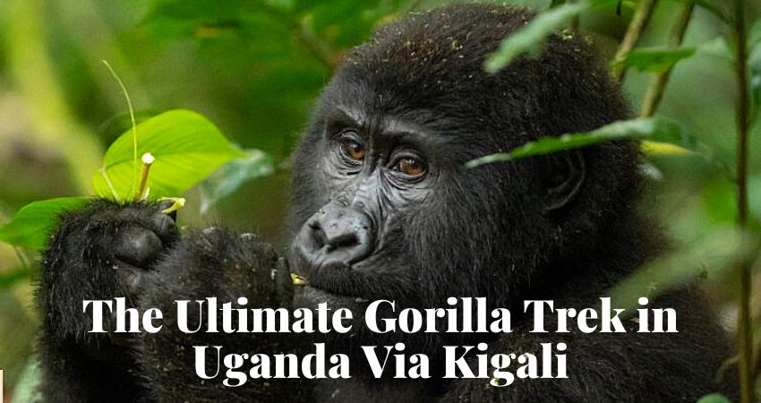 Gorilla Trek In Uganda Via Kigali Rwanda