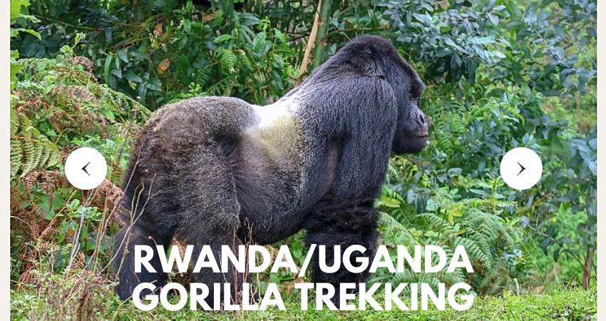 Gorilla Trekking In 2023