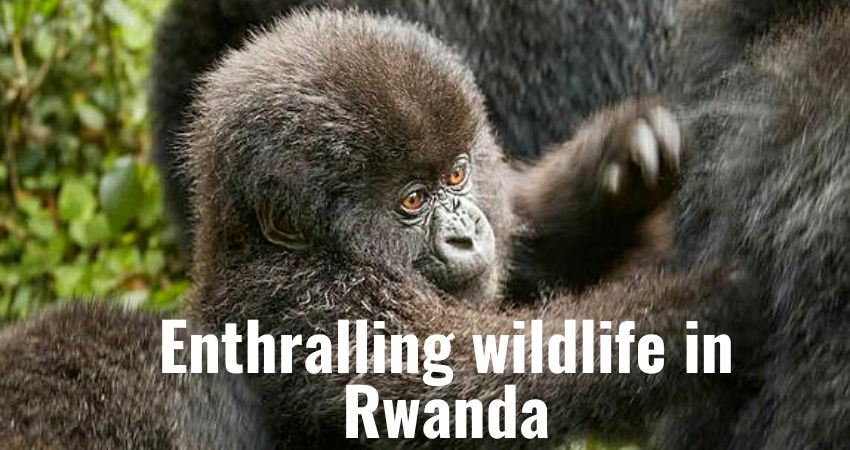 Enthralling Wildlife In Rwanda