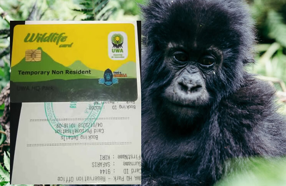Reschedule a Gorilla Trekking Permit in Uganda, gorilla permits