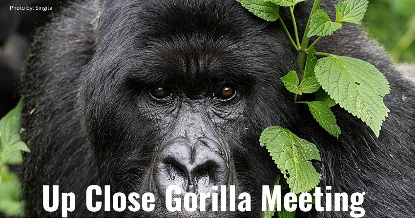 Meeting Mountain Gorillas Up Close & Personal