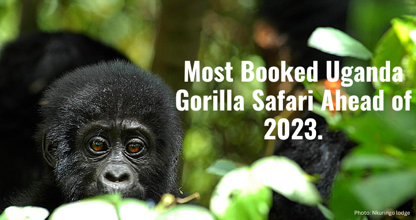 Most Booked Gorilla Safari