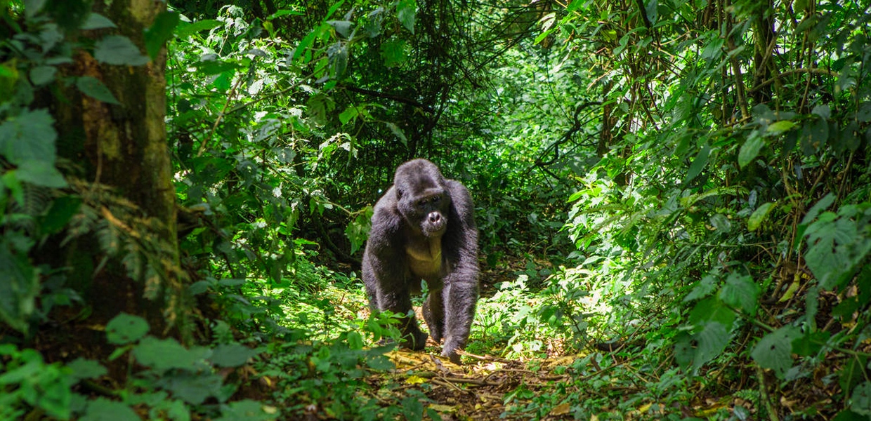 Gorilla habituation in Uganda