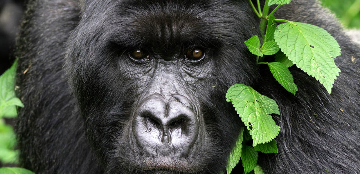 Gorilla tracking in Uganda and Rwanda