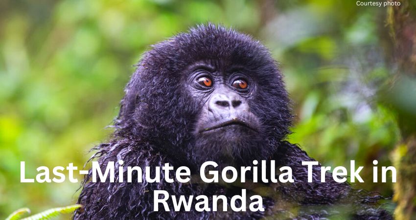 Last Minute Gorilla Trek