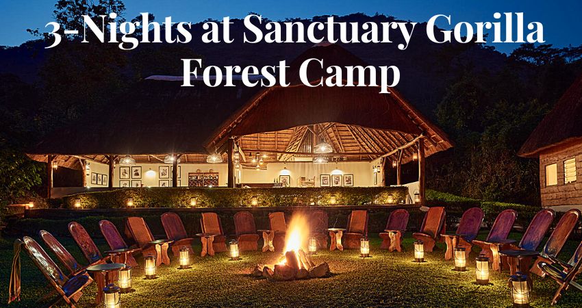 Stay At Sanctuary Gorilla Forest Camp