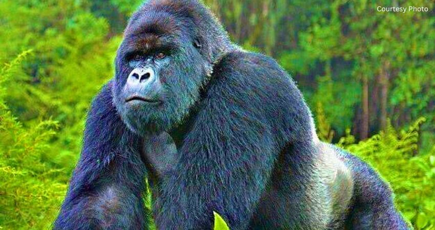 Budget gorilla Safari In Uganda
