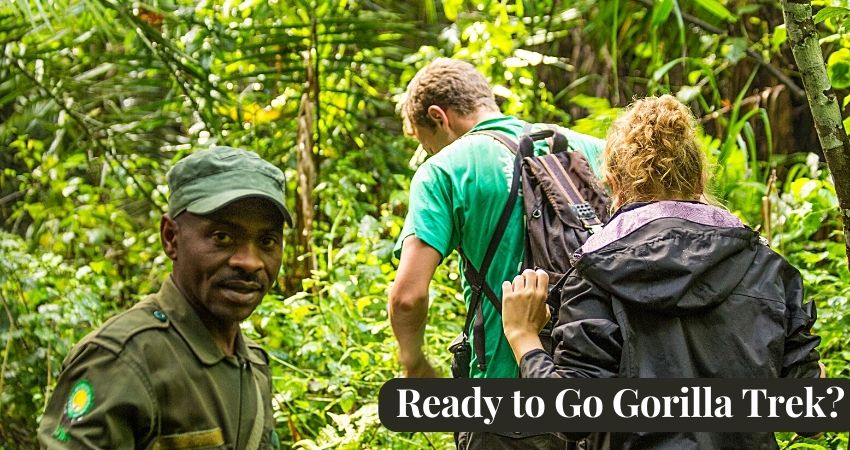 What You Must Know To Go Gorilla Trekking In Rwanda
